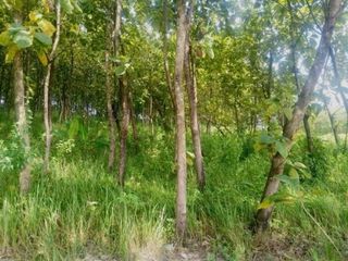 [18A1BC] Jual Tanah 785m2 dan Pohon Jati - Kedungjati, Purwodadi