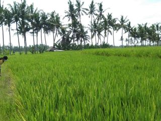 JUAL TANAH SAWAH DI BALI AREA BLAHBATUH