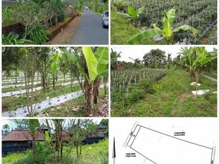 Tanah Ekslusive Buc View Perkebunan di Kintamani Bangli