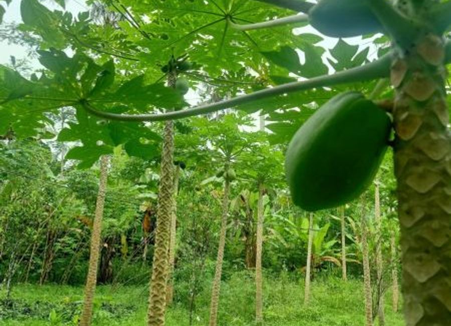 LAHAN MURAH COCOK UNTUK INVESTASI DI AREA WISATA TEGALALANG | Lamudi.co.id