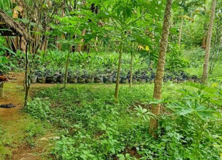 LAHAN MURAH COCOK UNTUK INVESTASI DI AREA WISATA TEGALALANG | Lamudi.co.id