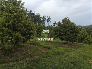 DIJUAL KEBUN DURIAN PREMIUM – MACAN PUTIH