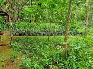 JUAL LAHAN SUBUR MURAH LUAS DI TEGALALANG BALI