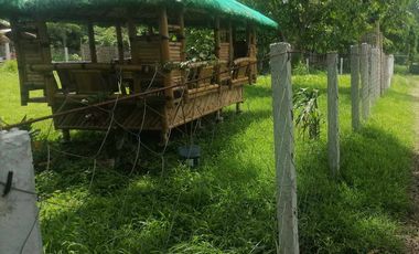 FARM LOT WITH FRUIT BEARING TREES