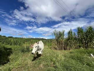 14 hectare Farmland at Lanise, Claveria for Sale