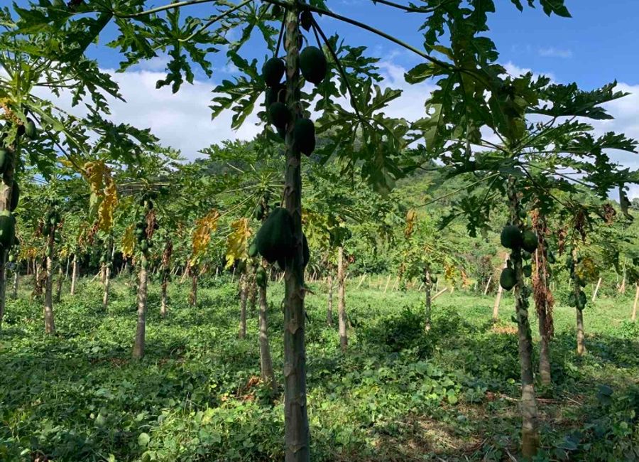 San Marcos, San Pablo, Laguna image 3