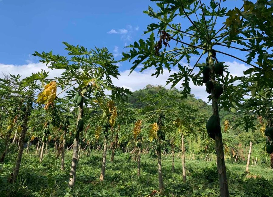 San Marcos, San Pablo, Laguna image 2