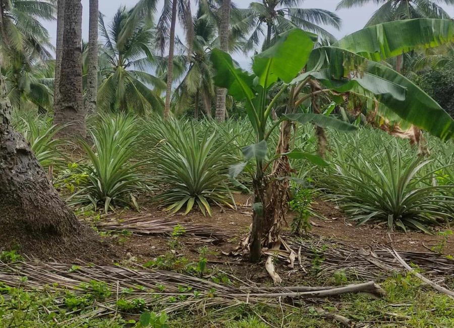 Pililla, Rizal