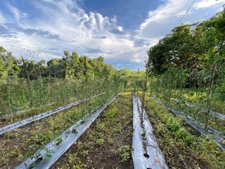 Agricultural Lot in San Ildefonso Bulacan with Mango and Mahogany Trees