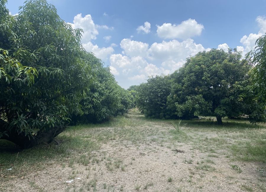 For Sale: Mango Farm at Arayat, Pampanga (Perfect for Resort ...
