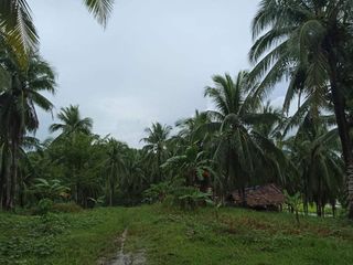 Coconut Farm Lot in Santa Elena Camarines Norte Lot for sale