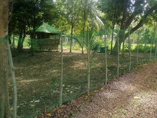 LANZONES & RAMBUTAN FARM LOT WITH BAHAY KUBO