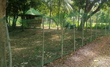 LANZONES & RAMBUTAN FARM LOT WITH BAHAY KUBO