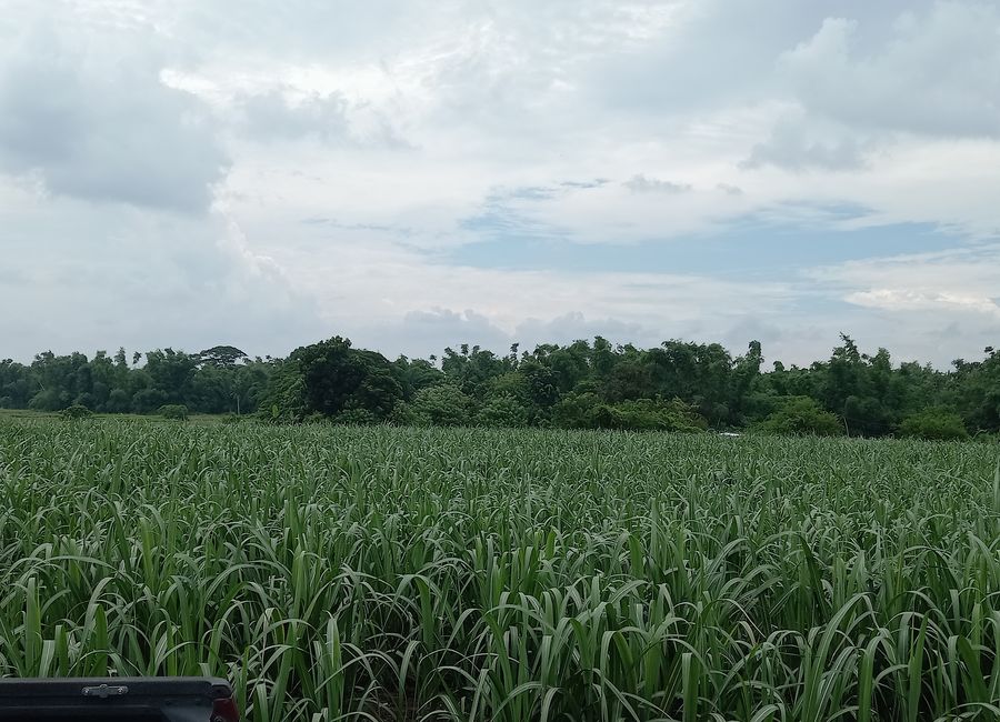 Muzon, Puting Kahoy, Rosario, Batangas image 3