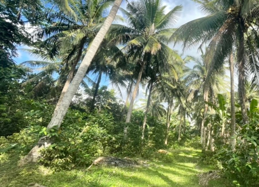 Concepcion Palasan, Sariaya, 2nd District, Quezon