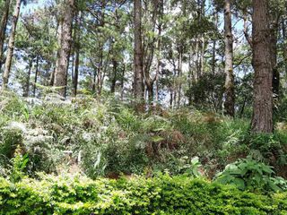For Sale: Residential Vacant Lot with 1,269 sqm. at Pinsao Proper, Baguio City, Benguet