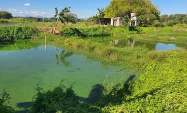 EH-1113: ! For Sale ! 3 Hectares Fruit trees farm & Fishpond located at BACOLOR