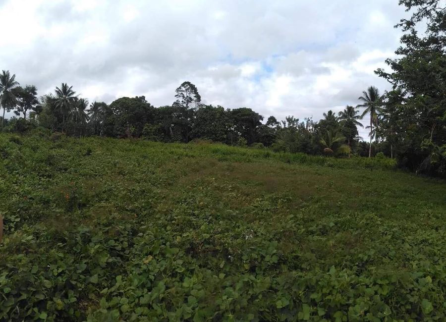 1-ha. Tagurano, Toril Overlooking Lot For Sale | Lamudi.com.ph