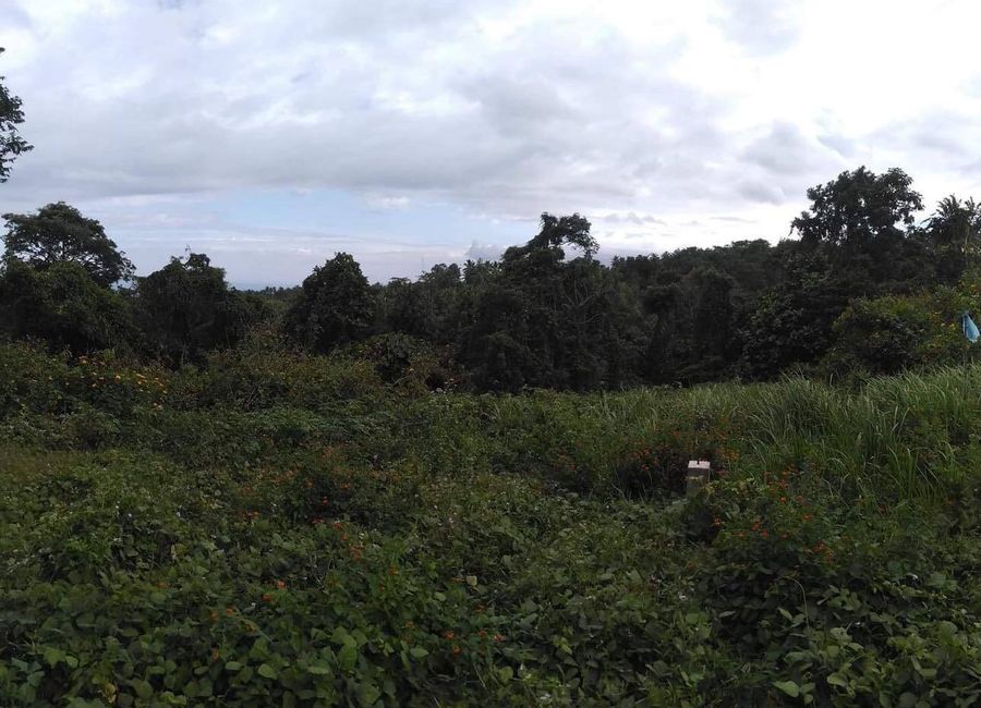 1-ha. Tagurano, Toril Overlooking Lot For Sale | Lamudi.com.ph