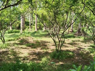 Live Off the Land – Prime 4.4-Hectare Farm for Sale in Cabatang, Quezon