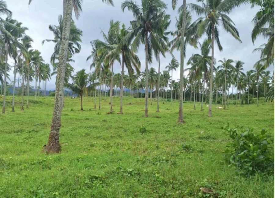 Sapac, Tangob, Lipa, Batangas image 2