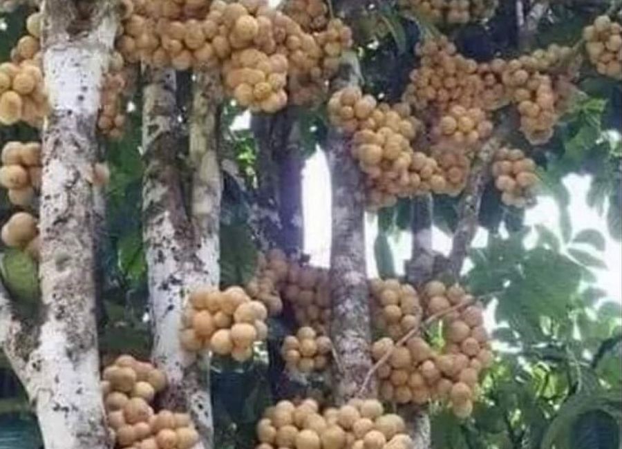Santa Ana, San Pablo, Laguna image 2