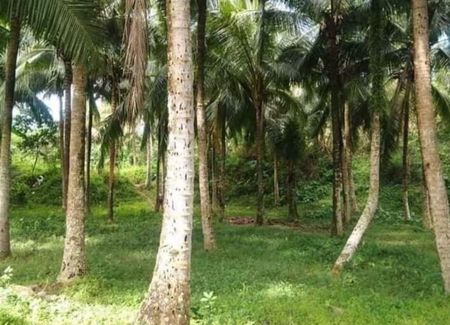 Santa Ana, San Pablo, Laguna