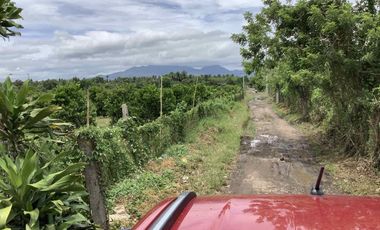 6.5 Hectares Farm with Income For Sale in Tagbakin, Tiaong, Quezon
