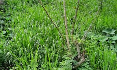 120 sqm Lot for Sale at Pines City Executive Village in Antipolo City, Rizal