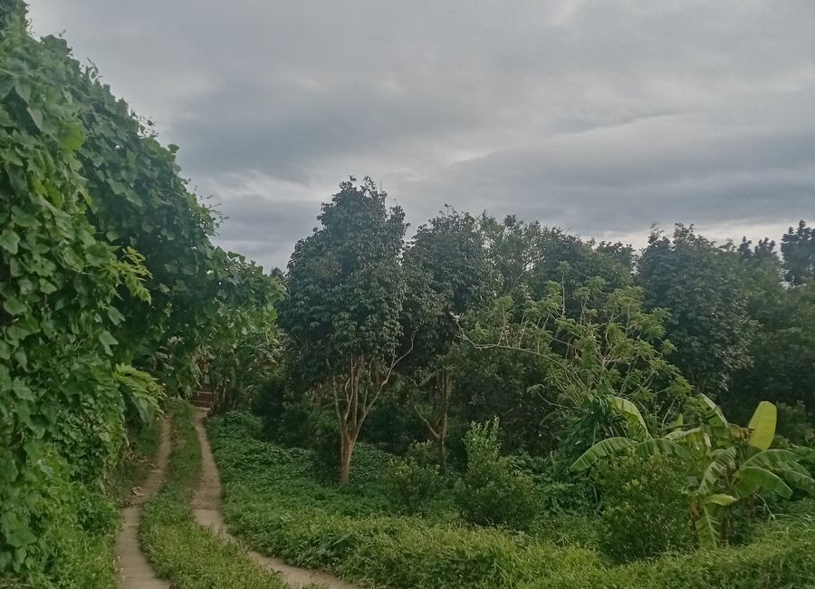 Banjo Laurel, Tanauan, Batangas image 3
