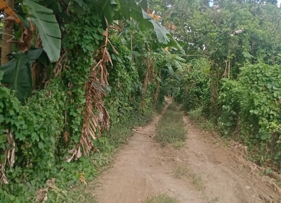 Banjo Laurel, Tanauan, Batangas image 2