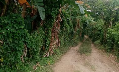 11000 sqm Farm Land with Fruitbearings Trees For Sale in Tanauan City
