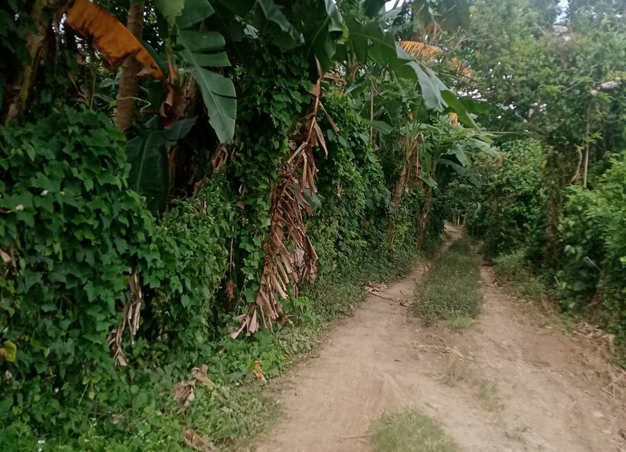 Banjo Laurel, Tanauan, Batangas