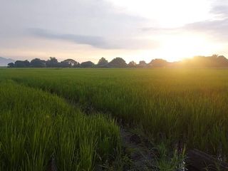 For Rent 1 Hectare Farm Land in Villa Adelina, San Roque Victoria, Laguna