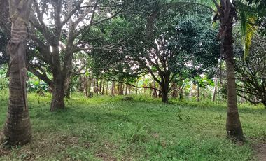 Mango Farm Lot for Sale very near Alfonso and Tagaytay City, Indang
