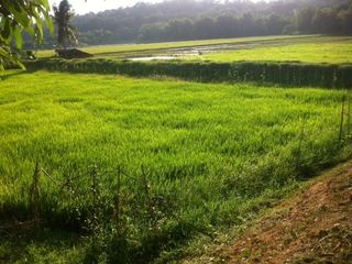 For Sale: 2 Hectares Agricultural Rice Land in San Simon, Pampanga