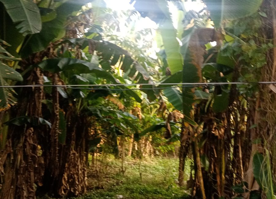 Banjo Laurel, Tanauan, Batangas image 2