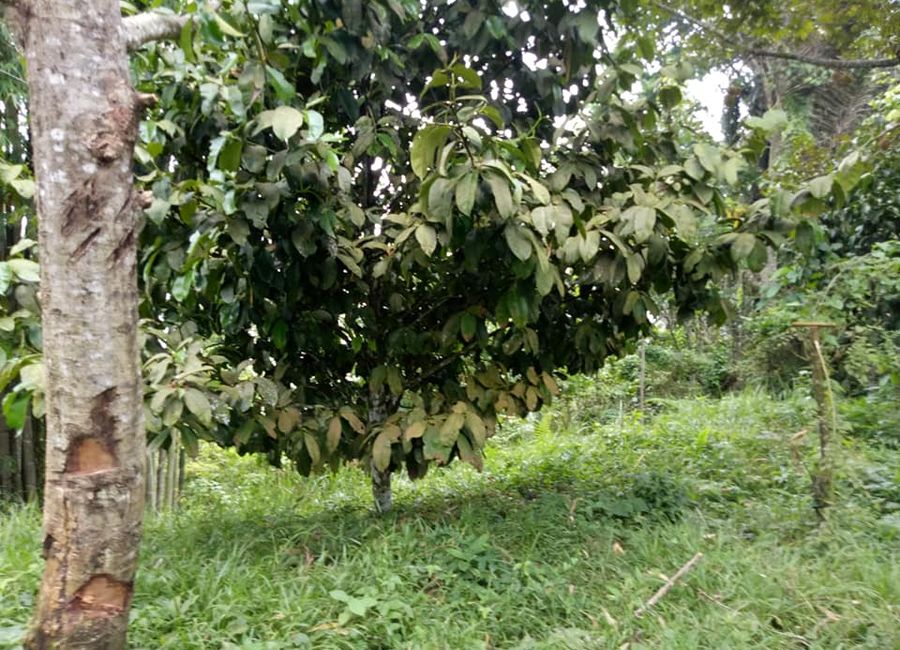 Overlooking Farm Lot with Foggy Hillside in Toril Davao City, 5000 sqm ...