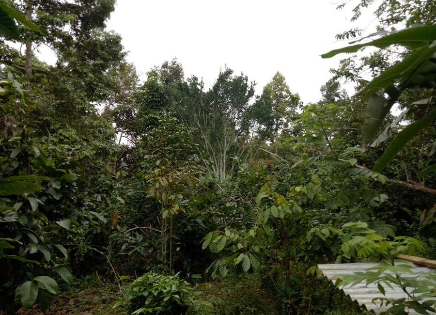 Overlooking Farm Lot with Foggy Hillside in Toril Davao City, 5000 sqm ...
