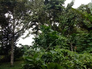 Overlooking Farm Lot with Foggy Hillside in Toril Davao City, 5000 sqm @P8M
