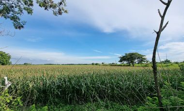 Commercial Lot for sale along Magalang-Arayat road