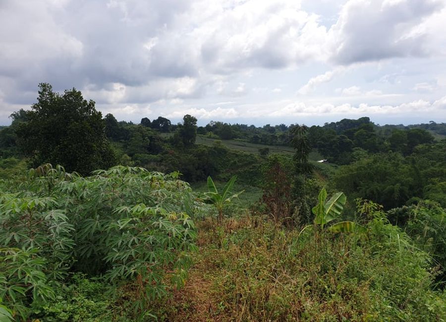 For Sale 2.5 Hectares Farmland at Brgy. Nangka, Libona, Bukidnon ...