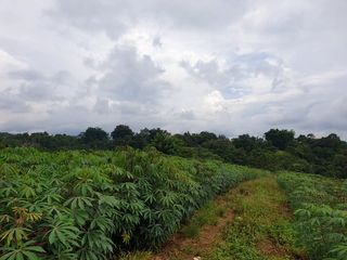 For Sale 2.5 Hectares Farmland at Brgy. Nangka, Libona, Bukidnon