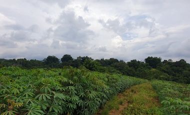 For Sale 2.5 Hectares Farmland at Brgy. Nangka, Libona, Bukidnon
