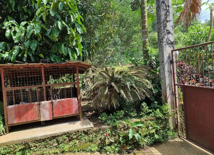 Aliliw, Lucban, Quezon image 3