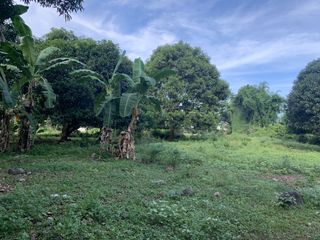 MANGO FARM FOR SALE  ID 14916