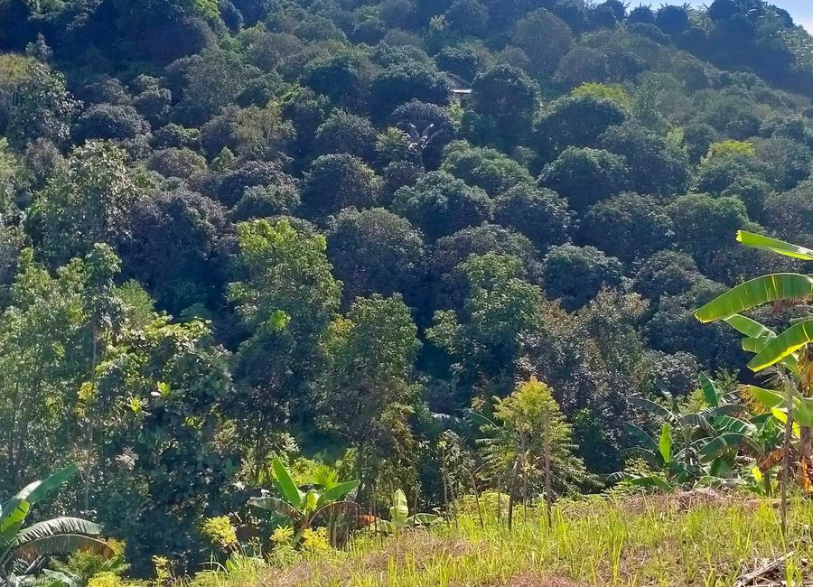 For sale 8 Hectare Farm Lot In Calinan, Davao, Davao del Sur | Lamudi ...