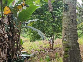 P3.5M COOL AND ELEVATED PLACE 4200SQM LOT -FULLY PLANTED IN BARACATAN