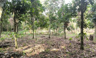 Half Hectare Farm Lot with Fruit Bearing Trees and Lipa Weather
