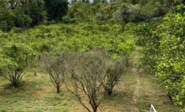 FARM LOT SAN JOSE FOR SALE LAPU LAPU BATANGAS